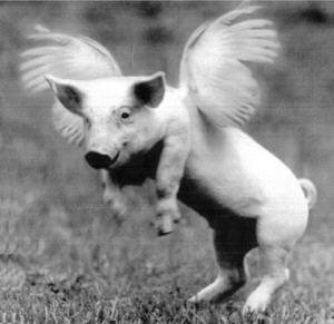 porc zburator.jpg